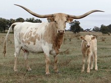 Unnamed Bull Calf