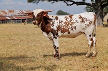 BCR Lady Shiro 246