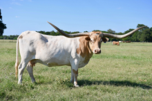 Frozen embryo Slam's Rose x Higher Ground